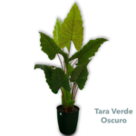 Tara Verde Oscuro De 1 70 16 Hojas