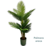 Palmera Areca 38 Hojas 2 00mts