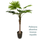 Palmera Abanico Tronco Rayado 2 00mts