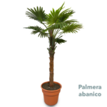 Palmera Abanico 2 00mts