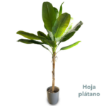 Hoja De Platano 2 20mts