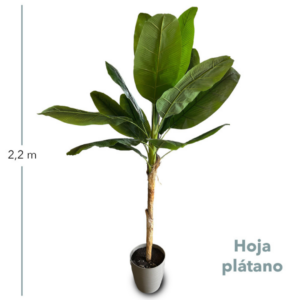 Hoja De Platano 2 20mts - Imagen 2