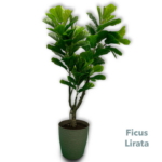 Ficus Lirata 1 50mts