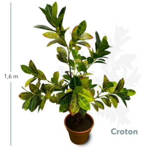 Croton 1 60 Mts - Imagen 2