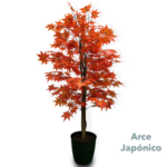 Arce Japonico 1 80 Mts