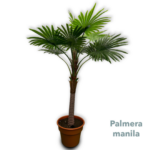 Palmera Manila 2 00mts