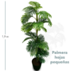 Palmera Hojas Pequeñas 1 60mts - Imagen 2