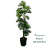 Palmera Hojas Pequeñas 1 60mts