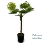 Palmera Abanico 1 80mts